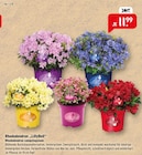 Raiffeisenmarkt - Rhododendron 'LillyBell' Angebot im Prospekt Rhododendron 'LillyBell' bei Raiffeisenmarkt im Prospekt "" für 11,99 €
