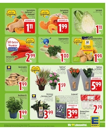 EDEKA Stauden im Prospekt 