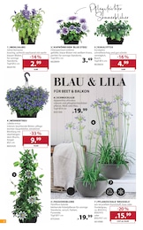 Dehner Garten-Center Honig im Prospekt 