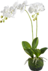 Kunstpflanze Orchidee im XXXLutz Prospekt Kunstpflanze Orchidee von Ambia Home im aktuellen XXXLutz Prospekt für 19,99 €