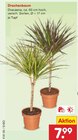 Drachenbaum Angebote bei Netto Marken-Discount Halle für 7,99 €