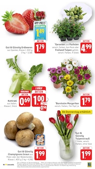 Tulpen im aktuellen EDEKA Prospekt (Heilbronn) Tulpen im EDEKA Prospekt "Aktuelle Angebote" mit 63 Seiten (Heilbronn)