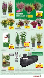 Stauden Angebot & Preis im aktuellen toom Baumarkt Prospekt Stauden Angebot im aktuellen toom Baumarkt Prospekt auf Seite 3