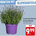 Lavendel-Busch Angustifolia im Angebot bei EDEKA in Saarbrücken Lavendel-Busch Angustifolia Angebote bei EDEKA Saarbrücken für 9,99 €