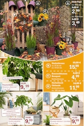 Kochtopf im Garten-Center Nordharz GmbH & Co. KG Prospekt in Braunschweig Aktueller Garten-Center Nordharz GmbH & Co. KG Prospekt mit Kochtopf, "DER HERBST & SEINE FARBEN", Seite 8