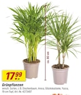 Grünpflanzen im toom Baumarkt Prospekt Grünpflanzen von im aktuellen toom Baumarkt Prospekt für 17,99 €