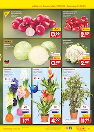 Netto Marken-Discount Bromelie im Prospekt 