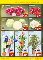 Blumenkohl Angebote im Prospekt "Aktuelle Angebote" von Netto Marken-Discount auf Seite 55