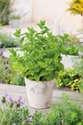 Plantes aromatiques en promo chez Carrefour Plantes aromatiques dans le catalogue Carrefour