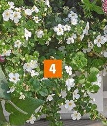 Schneeflockenblume (Bacopa) bei OBI in Leipzig Schneeflockenblume (Bacopa) im Angebot bei OBI Leipzig für 2,99 €