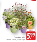 Stauden Mix im Angebot bei EDEKA in Lahr Stauden Mix Angebote bei EDEKA Lahr für 5,99 €