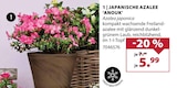 JAPANISCHE AZALEE 'ANOUK' Angebote bei Dehner Garten-Center Leverkusen für 5,99 €