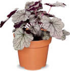 Purpurglöckchen im Angebot bei Netto Marken-Discount in Hoyerswerda Purpurglöckchen Angebote bei Netto Marken-Discount Hoyerswerda für 2,99 €