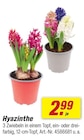 toom Baumarkt Rodgau - Hyazinthe Angebot im Prospekt Hyazinthe bei toom Baumarkt im Rodgau Prospekt für 2,99 €