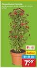 Aktuelle Blumen Angebote bei Netto Marken-Discount in Rostock Aktuelles Chrysanthemen Pyramide Angebot bei Netto Marken-Discount in Rostock ab 7,99 €