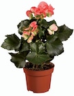 Bégonia ou pelargonium - Lidl à Aix-en-Provence Bégonia ou pelargonium en promo chez Lidl Aix-en-Provence à 2,23 €