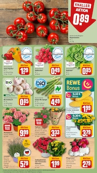 Tomaten im aktuellen REWE Prospekt (Nürnberg) Tomaten im REWE Prospekt "Dein Markt" mit 18 Seiten (Nürnberg)