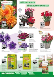 Aktueller Hagebaumarkt Prospekt mit Stauden, "DEIN START IN DIE GARTENSAISON", Seite 2