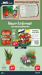 Garten im Netto mit dem Scottie Prospekt Günstig. Besser. Für Dich. auf S. 2