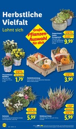 Lidl Heidekraut im Prospekt 