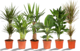 Grünpflanzen im Topf Ø 17cm im Hagebaumarkt Prospekt Grünpflanzen im Topf Ø 17cm von im aktuellen Hagebaumarkt Prospekt für 12,99 €