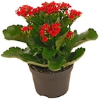 Aktuelle Blumen Angebote bei REWE in Mannheim Aktuelles Flammendes Käthchen Angebot bei REWE in Mannheim ab 1,99 €