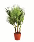 Aktuelle Zimmerpflanzen Angebote bei Lidl in Hamburg Aktuelles Winterharte Palme Angebot bei Lidl in Hamburg ab 14,99 €