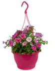 Sommerblumen-Ampel für 8,99 € bei toom Baumarkt im Angebot Sommerblumen-Ampel im aktuellen toom Baumarkt Prospekt
