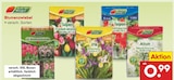 Aktuelle Tulpen Angebote bei Netto Marken-Discount in Mönchengladbach Aktuelles Blumenzwiebel Angebot bei Netto Marken-Discount in Mönchengladbach ab 0,99 €