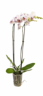 Phalaenopsis von Gardenline für 6,99 € bei ALDI Nord im Angebot Phalaenopsis von Gardenline im aktuellen ALDI Nord Prospekt