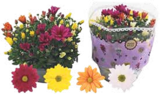 Garten Chrysantheme XL im Angebot bei V-Markt in Regensburg Garten Chrysantheme XL Angebote bei V-Markt Regensburg für 6,99 €