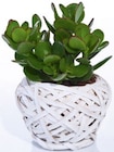 Succulente pot osier dans le catalogue Lidl