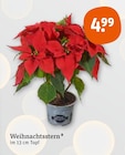 Weihnachtsstern Angebote bei tegut Bietigheim-Bissingen für 4,99 €