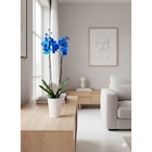 Orchidée bleue en promo chez Carrefour Ajaccio à 12,99 €