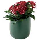 Cache-pot "Mae" ECLOZ - ECLOZ à 3,99 € dans le catalogue Jardiland