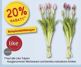 Tulpen von Like im aktuellen famila Nordwest Prospekt