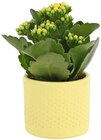 Kalanchoe im Keramiktopf 'Ton in Ton' Angebote bei REWE Peine für 2,99 €