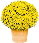 Chrysanthemen-Busch im Angebot bei Hellweg in Hennef Chrysanthemen-Busch Angebote bei Hellweg Hennef für 6,99 €