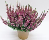 'Beauty Ladies' von Calluna im aktuellen Netto mit dem Scottie Prospekt für 1,99 €