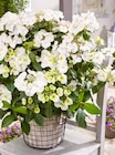 Girlanden Hortensie „Runaway Bride“ für 24,99 € bei OBI im Angebot Girlanden Hortensie „Runaway Bride“ im aktuellen OBI Prospekt