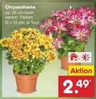 Aktuelles Chrysantheme Angebot bei Netto Marken-Discount in Heidelberg ab 2,49 €