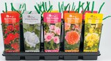 Rosier plantation pot 17 cm en promo chez Netto Rosier plantation pot 17 cm dans le catalogue Netto