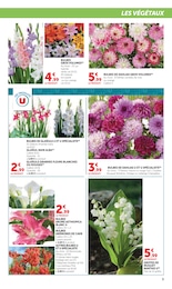 Prix et réduction Dahlias dans le prospectus Hyper U en cours Offre Dahlias dans le catalogue Hyper U du moment à la page 9