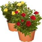 Rosen für 4,99 € bei Netto Marken-Discount im Angebot Rosen im aktuellen Netto Marken-Discount Prospekt