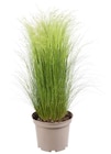 Stipa - Truffaut Stipa à 14,99 € dans le catalogue Truffaut