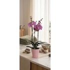 Orchidée Phalaenopsis en promo chez Carrefour Market Angers à 9,99 €
