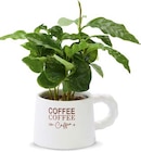 Kaffee-pflanze im Netto Marken-Discount Prospekt Kaffee-pflanze von im aktuellen Netto Marken-Discount Prospekt für 2,99 €
