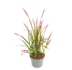 Blutgras 'Red Baron' von GROW by OBI im aktuellen OBI Prospekt für 3,99 €