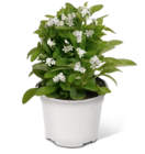 Vergissmeinnicht bei REWE im Haan Prospekt für 1,11 €