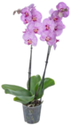 Orchidee Angebote bei Kaufland Cottbus für 9,99 €